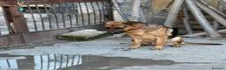 Pastore Tedesco cani in regalo: Pastore Tedesco 2anni mollato in stradaSICILIA SOS a Città metropolitana di Milano - Annuncio 1