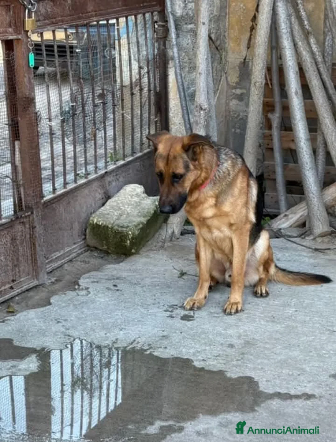 Pastore Tedesco cani in regalo: Pastore Tedesco 2anni mollato in stradaSICILIA SOS a Città metropolitana di Milano - Annuncio 1