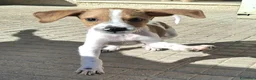 Meticcio cani in regalo: Zack 2 mesi taglia media piccola  - Annuncio 4