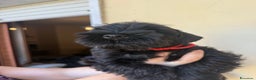 Mini Schnauzer cani in vendita: Schnauzer Nano nero  - Annuncio 10