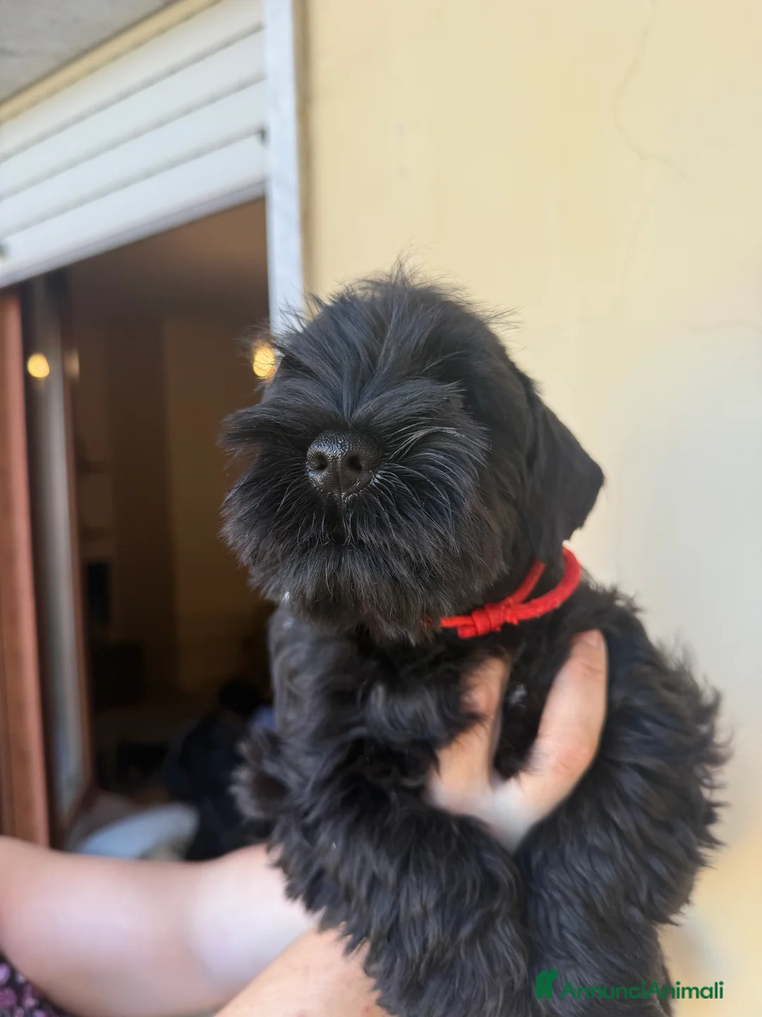 Mini Schnauzer cani in vendita: Schnauzer Nano nero  - Annuncio 10
