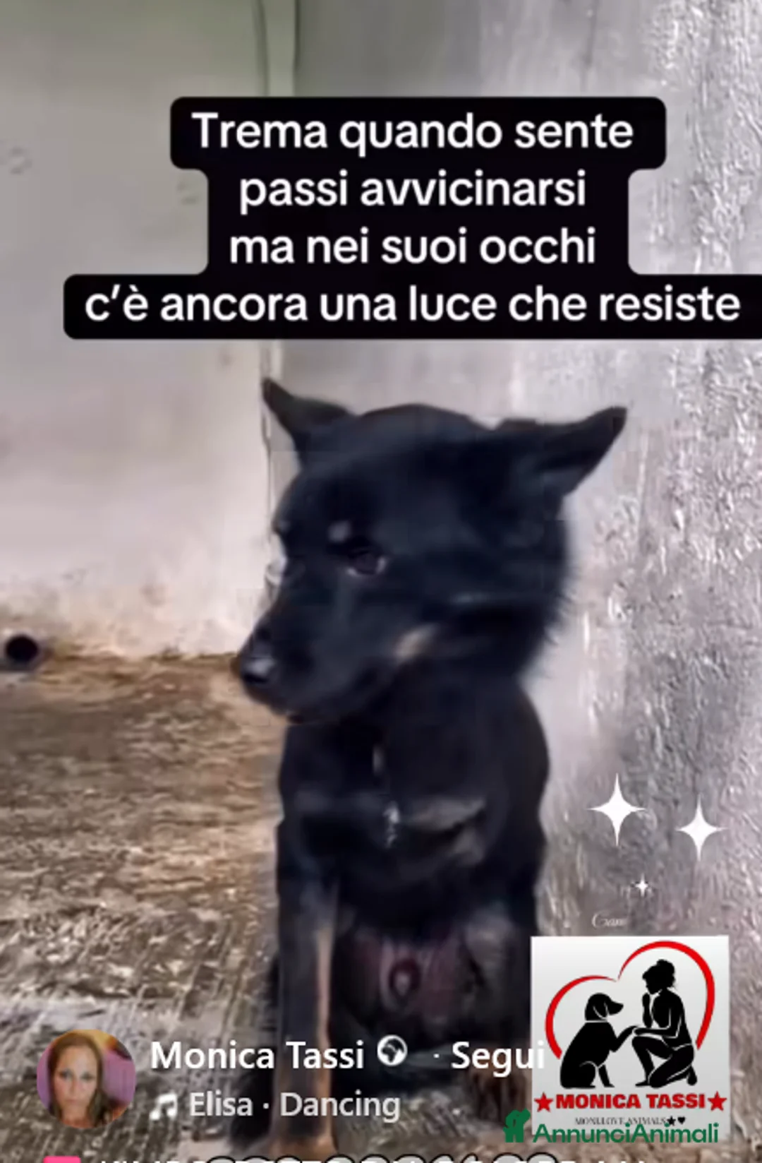 Meticcio cani in regalo: ADOZ.DEL💔:investito,abbandon,in silenzio hapaura - Annuncio 2