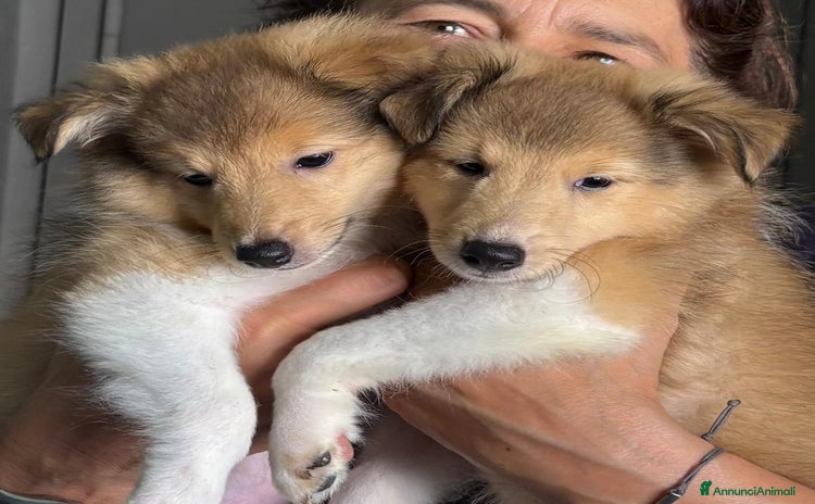 Shetland Sheepdog cani a Provincia di Brescia - Annuncio 7
