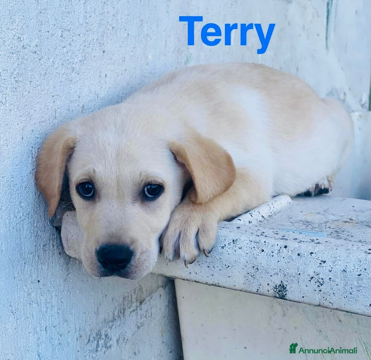 Meticcio cani Cuccioli 2 mesi e mezzo taglia media - Annuncio 23