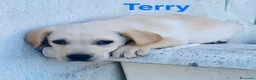 Meticcio cani in regalo: Cuccioli 2 mesi e mezzo taglia media - Annuncio 1