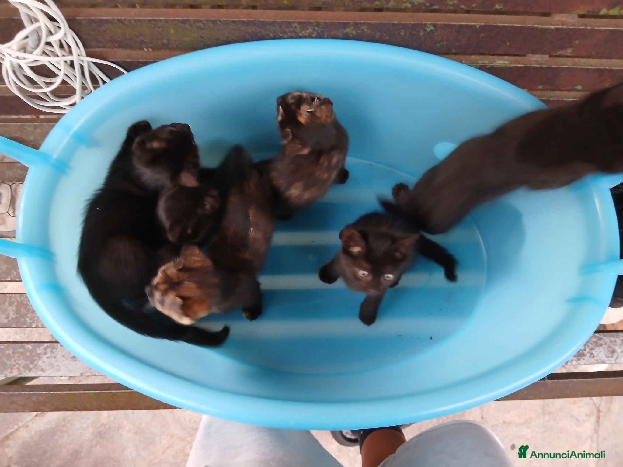 Meticcio gatti Gattini in regalo - Annuncio 2