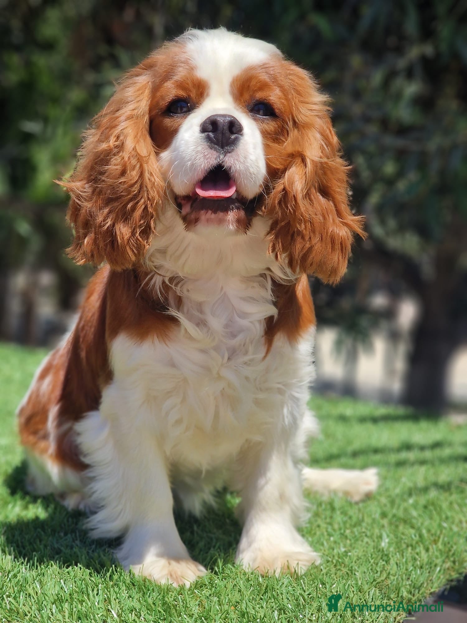 Cavalier King cani CUCCIOLO DI CAVALIER KING CHARLES SPANIEL  - Annuncio 1