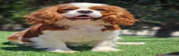 Cavalier King cani in vendita: CUCCIOLO DI CAVALIER KING CHARLES SPANIEL  a Città metropolitana di Catania - Annuncio 1