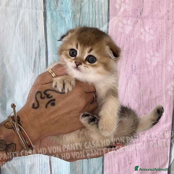 Scottish gatti Cucciole Scottish Fold - Annuncio 21