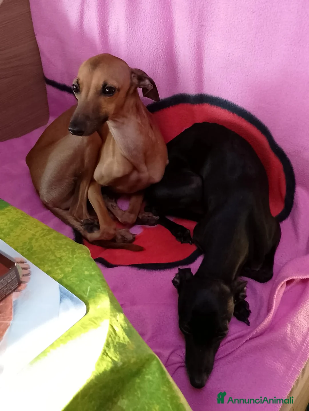 Levriero cani in vendita: Cuccioli di piccolo levriero italiano - Annuncio 3