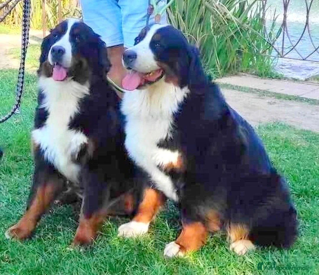 Immagine della galleria {{count}}