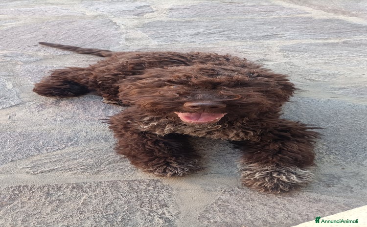 Lagotto cani a Provincia di Chieti - Annuncio 6