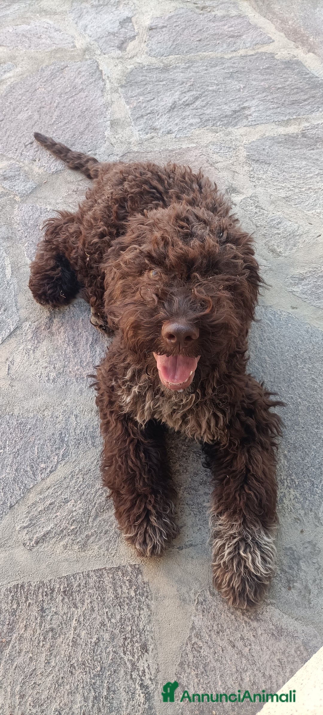 Lagotto cani in vendita: Cucciola di Lagotto Romagnolo con Pedigree  a Provincia di Chieti - Immagine 1