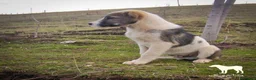 Pastore Asia Centrale cani in vendita: Cucciola di Pastore dell’Asia Centrale - Annuncio 3