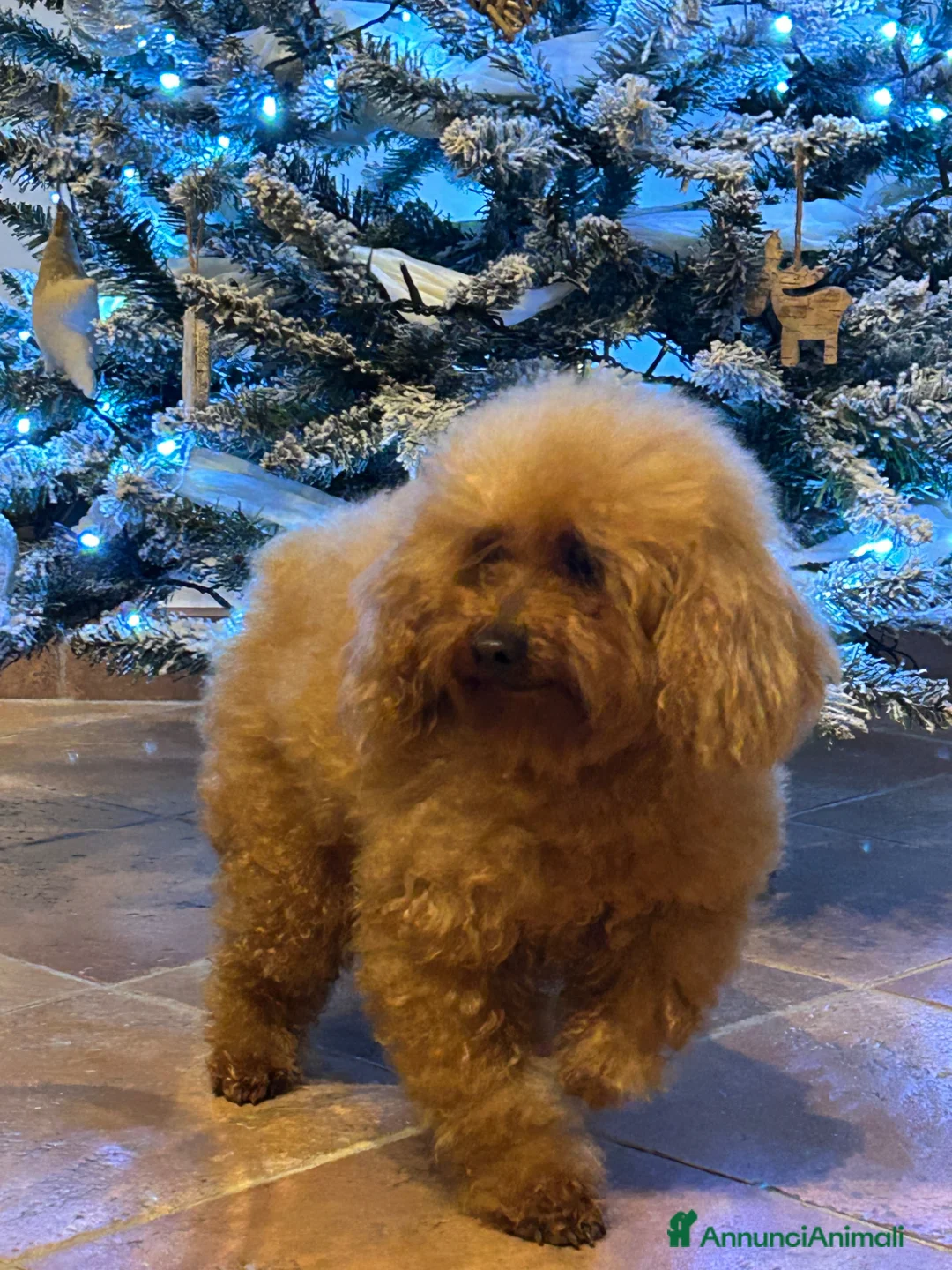 Barboncino Toy cani in vendita: BARBONCINI TOY CUCCIOLI  - Annuncio 2