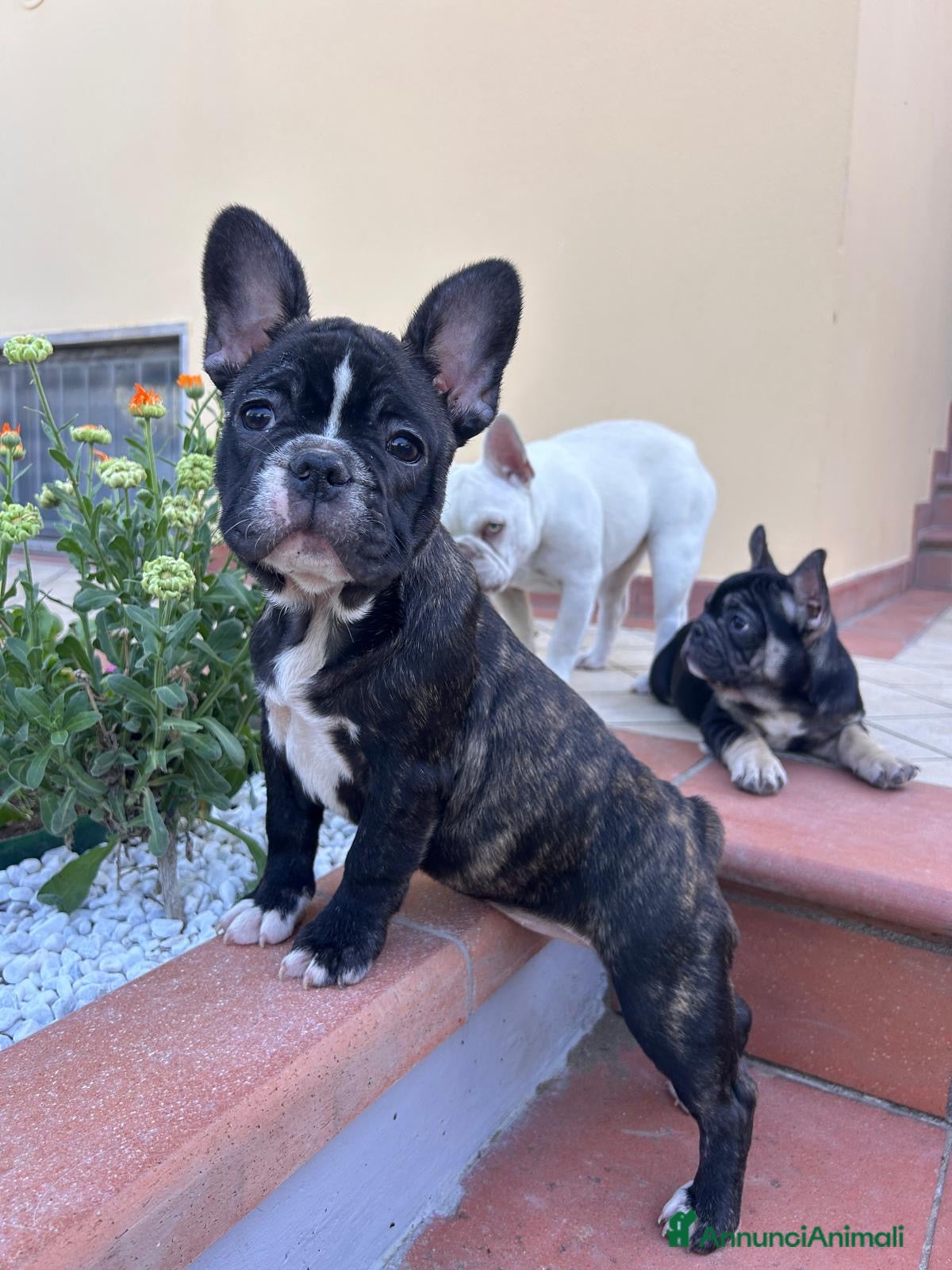 Bulldog Francese cani Bulldog francese - Annuncio 2