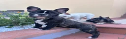 Bulldog Francese cani in vendita: Bulldog francese - Annuncio 2