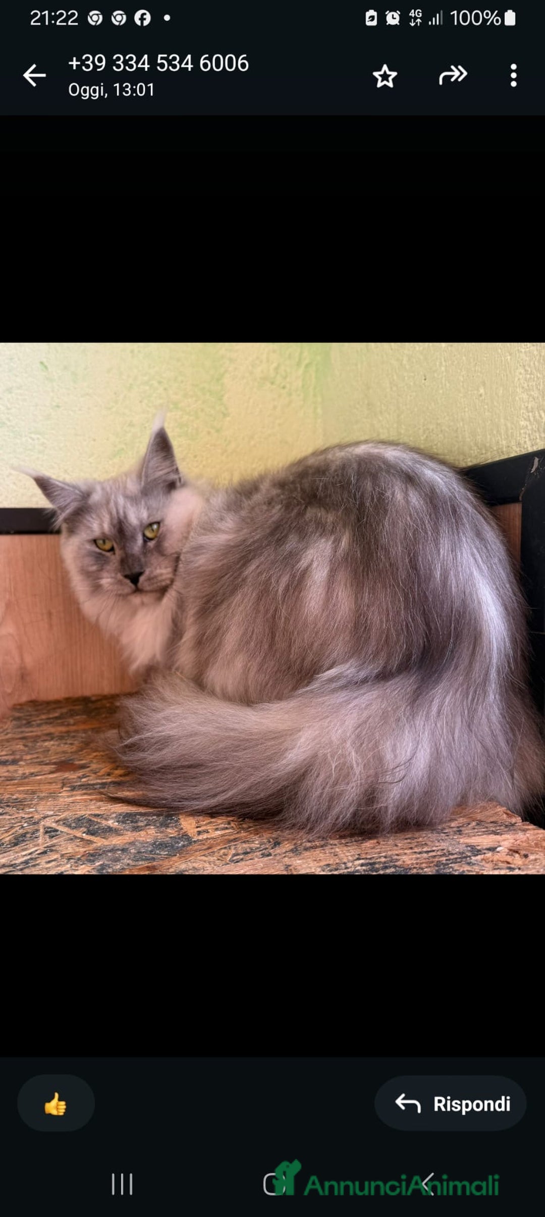 Maine Coon gatti in vendita: Maine Coon adulti - Annuncio 2
