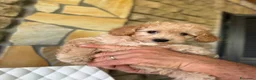 Barboncino Toy cani in vendita: Barboncini toy - Annuncio 9