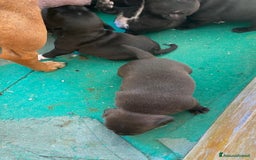 Staffordshire cani in vendita: Cuccioli di Staffordshire Bull Terrier a Città Metropolitana di Cagliari - Immagine 7