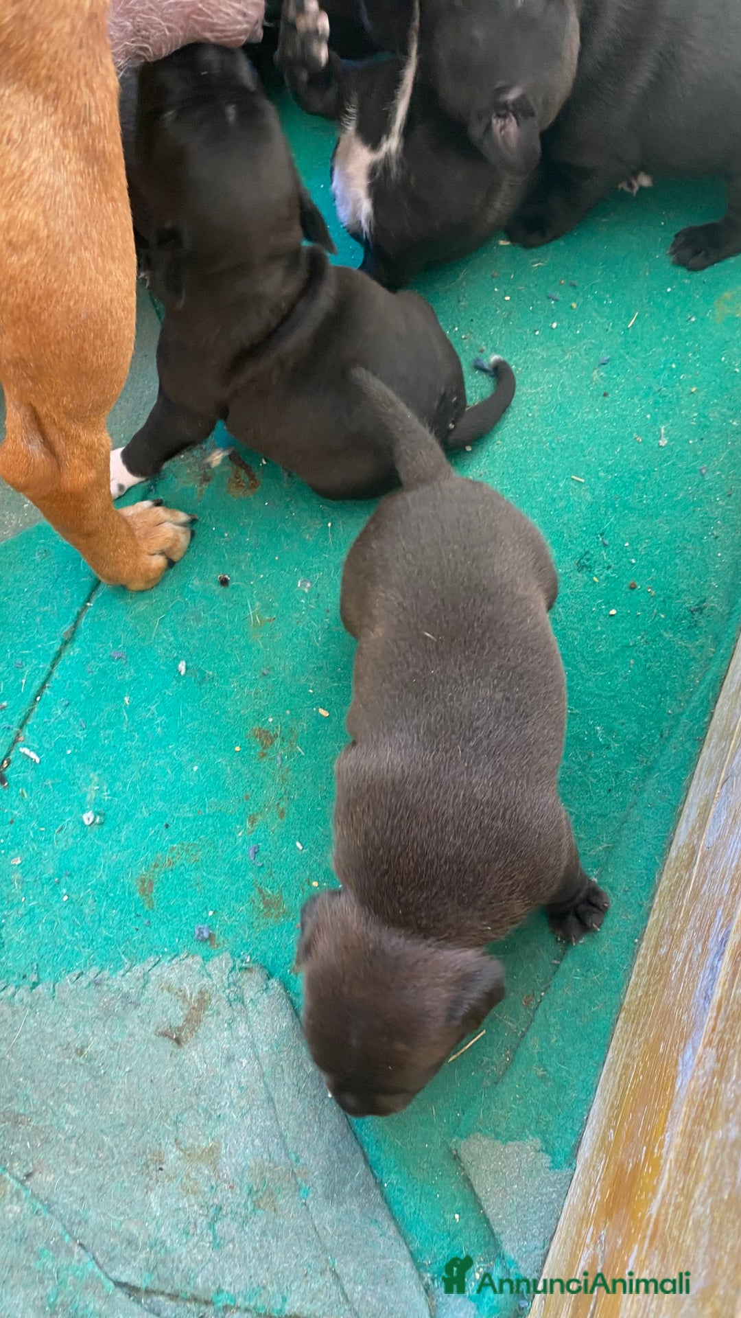 Staffordshire cani in vendita: Cuccioli di Staffordshire Bull Terrier a Città Metropolitana di Cagliari - Immagine 7