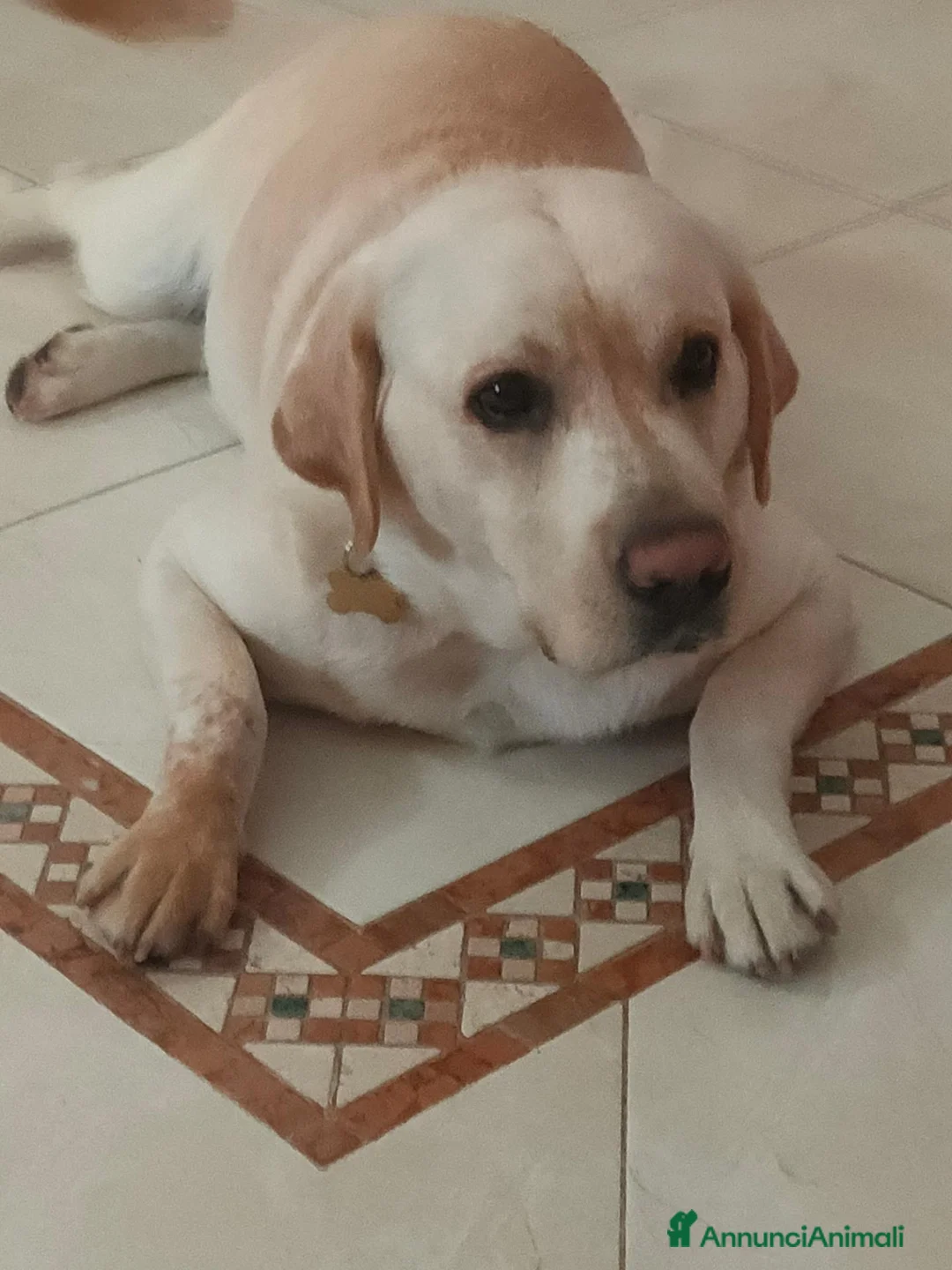Labrador cani per accoppiamento: Cerco fidanzata  a Provincia di Barletta-Andria-Trani - Annuncio 2