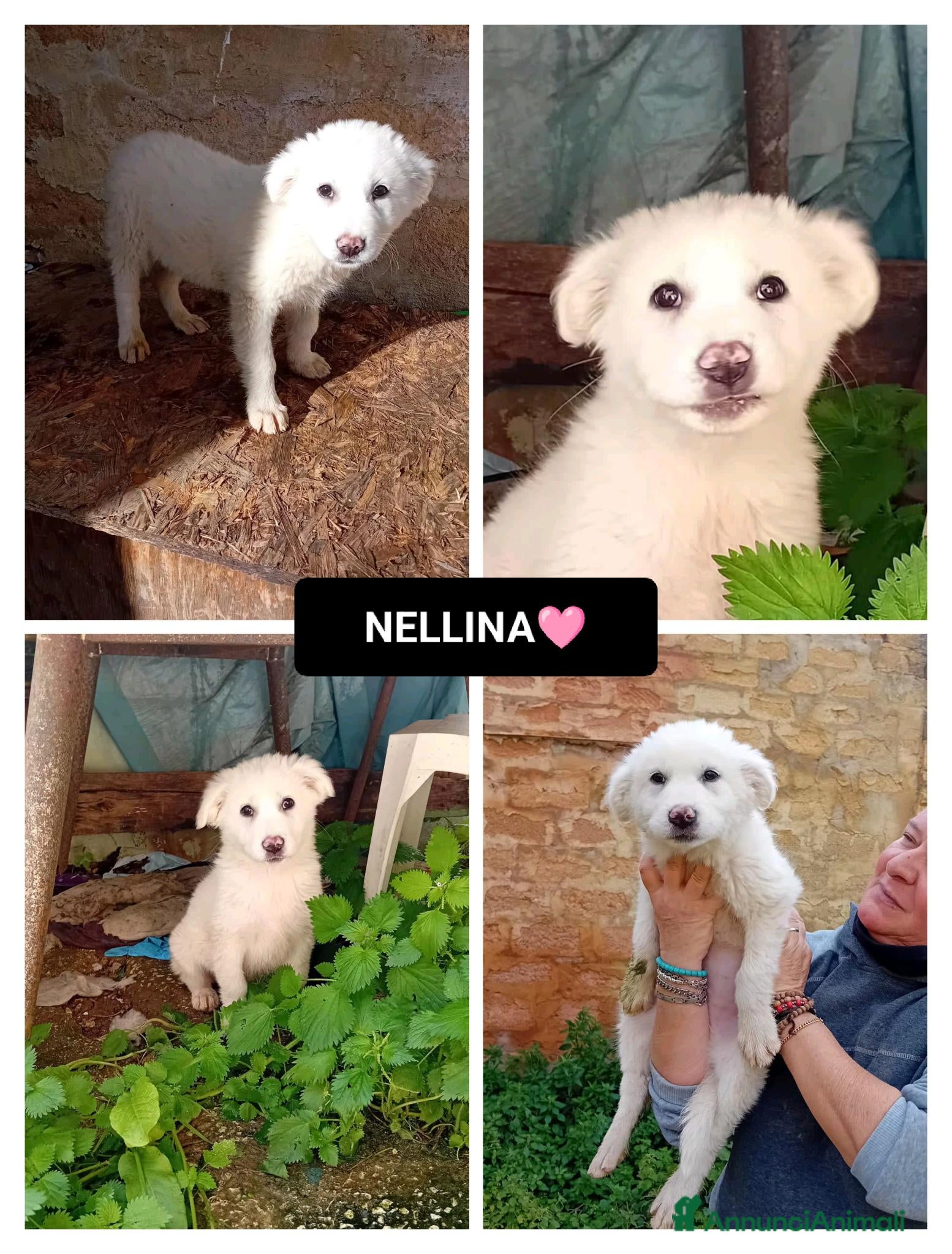 Altre razze cani nellina - Annuncio 13