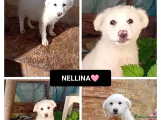 Altre razze cani nellina - Annuncio 13