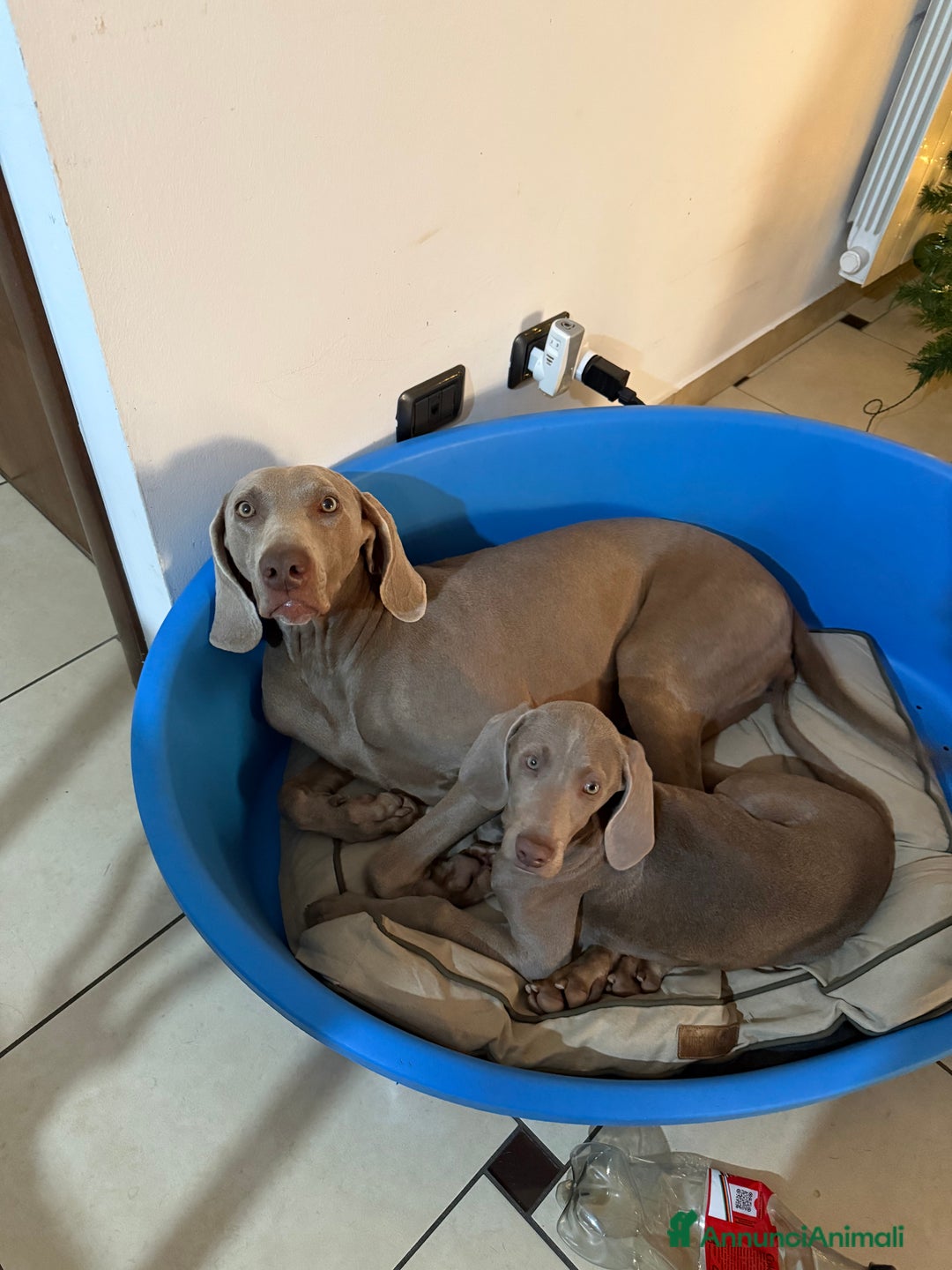 Weimaraner cani in vendita: Ultima femmina di weimaraner con pedigree Enci - Annuncio 5