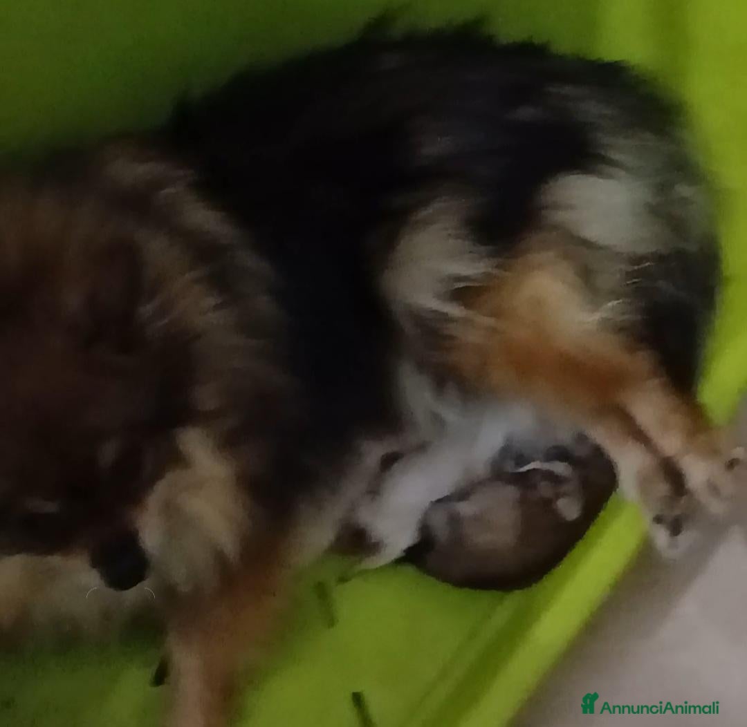 Spitz cani Spitz nano - Annuncio 4
