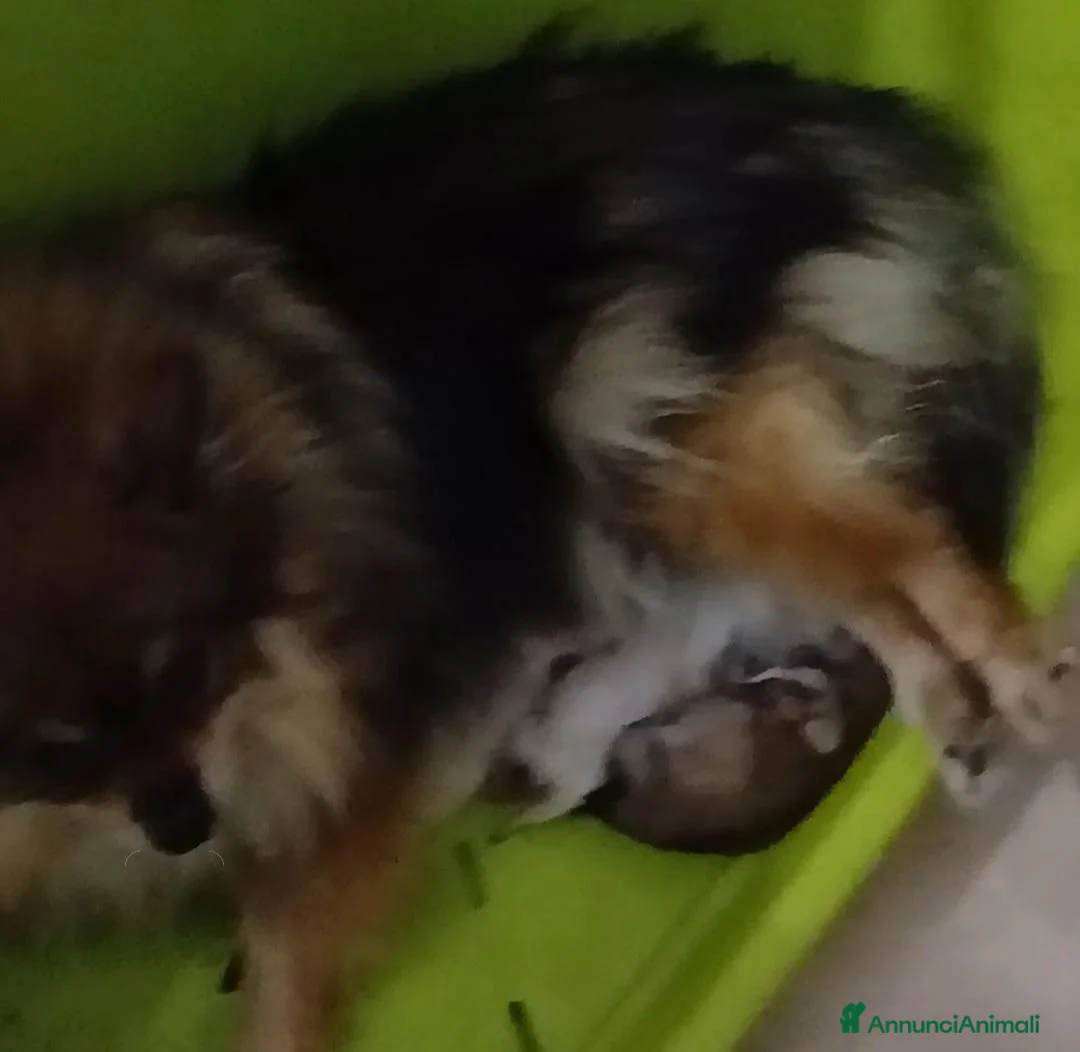Spitz cani in vendita: Spitz nano - Annuncio 1