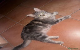 Maine Coon gatti in vendita: Cuccioli di Maine Coon a Città metropolitana di Roma Capitale - Immagine 4