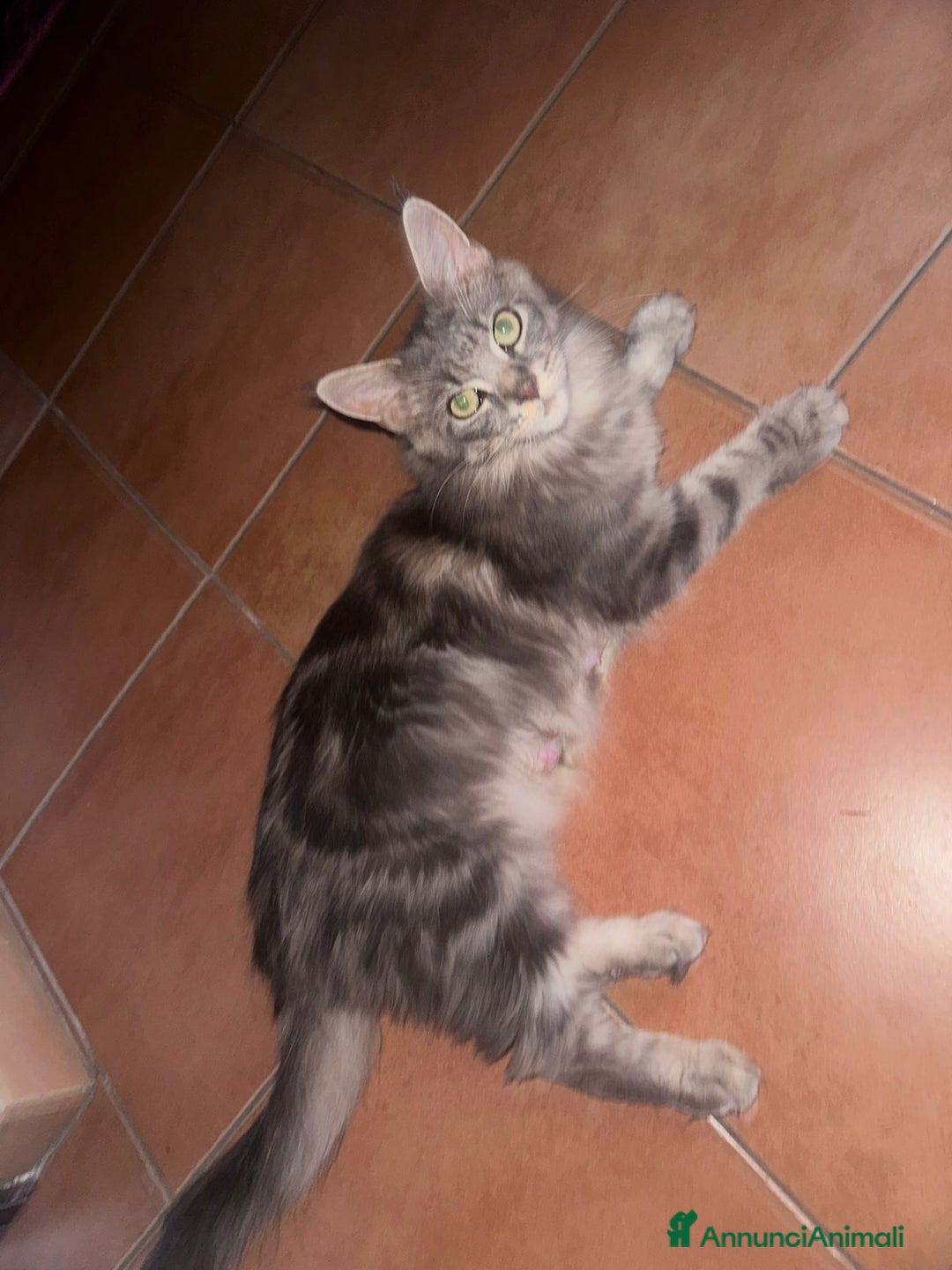 Maine Coon gatti in vendita: Cuccioli di Maine Coon a Città metropolitana di Roma Capitale - Immagine 4