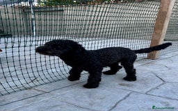 Barboncino cani in vendita: Barboncino  a Città metropolitana di Roma Capitale - Immagine 2