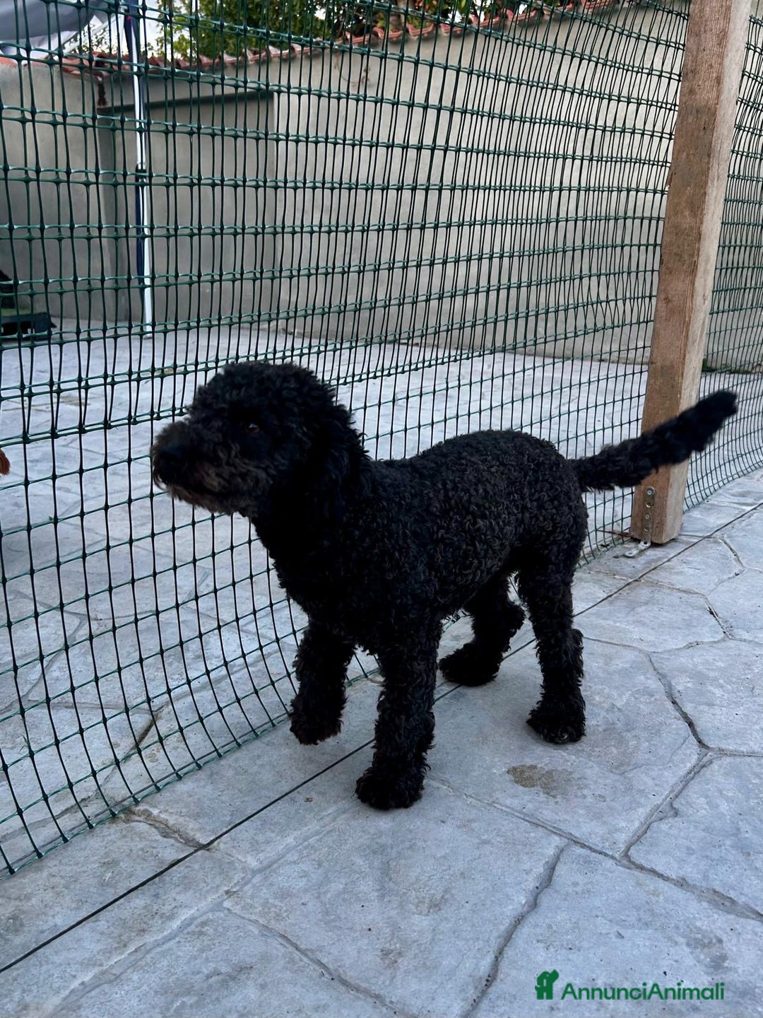 Barboncino cani in vendita: Barboncino  a Città metropolitana di Roma Capitale - Immagine 2