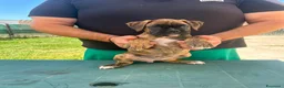 Boxer cani in vendita: Cuccioli di boxer - Annuncio 19