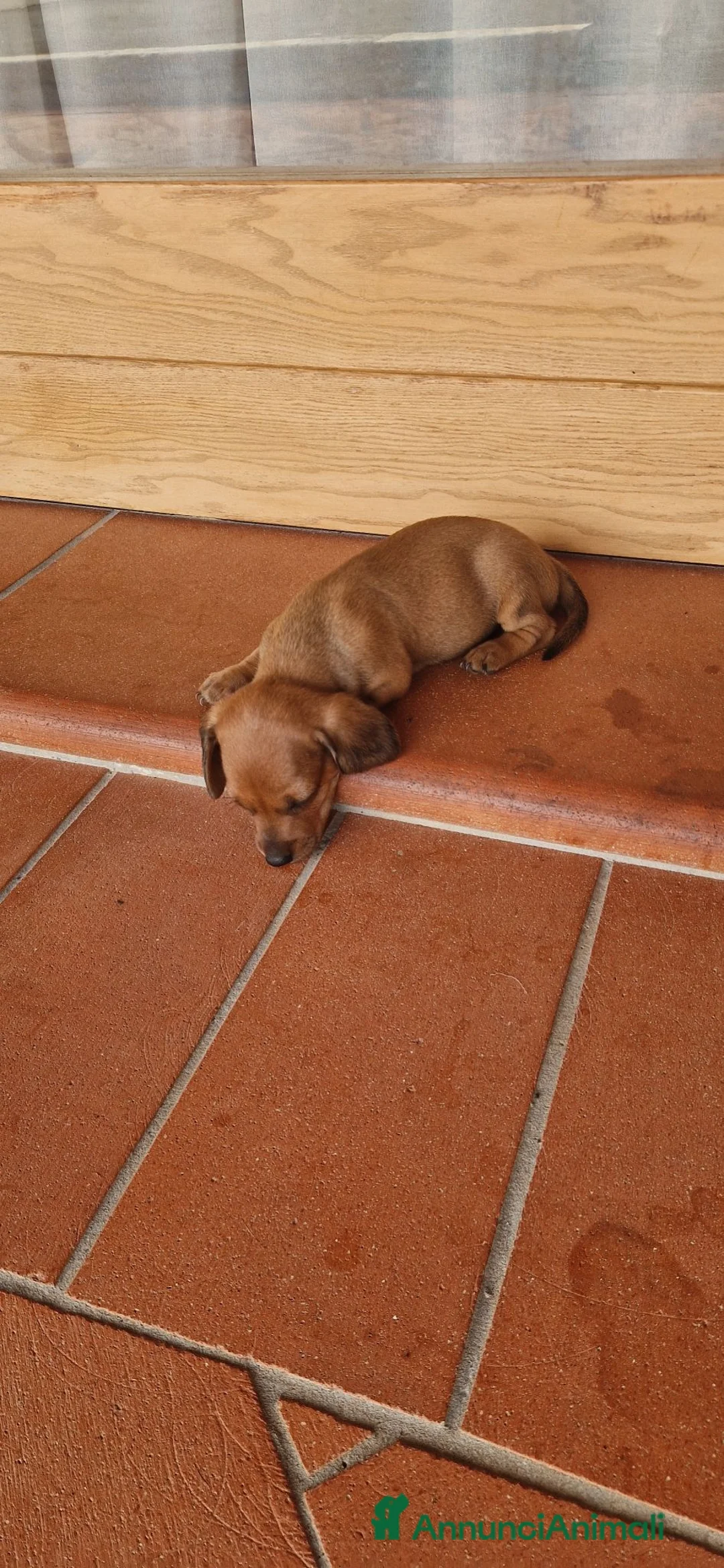 Bassotto cani in vendita: Bassotto pelo raso marrone a Provincia di Latina - Annuncio 11