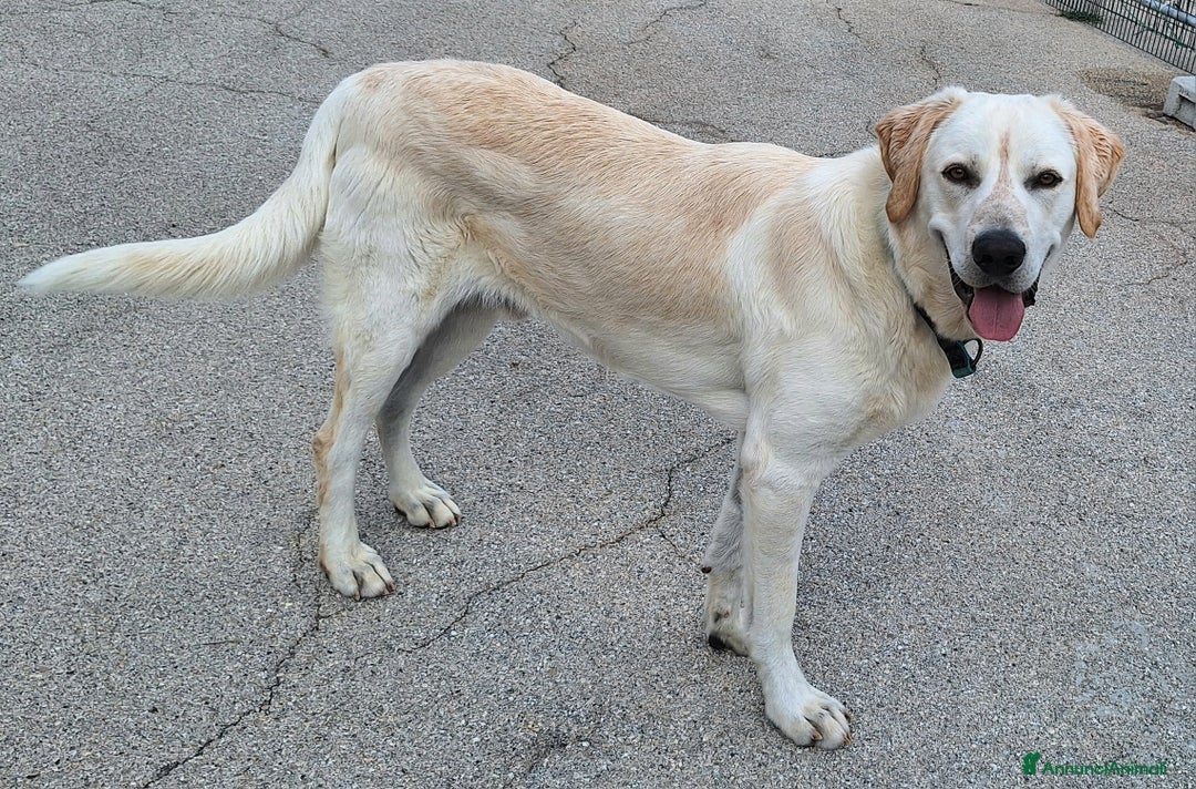 Meticcio cani in regalo: Cooper 11 mesi mix labrador  - Annuncio 3