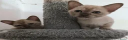 Burmese gatti in vendita: Gattine Burmesi Europei Cioccolato e Lilla - Annuncio 3