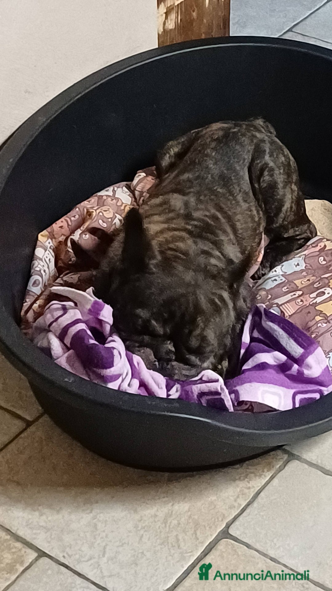 Bulldog Francese cani in regalo: King tenerissimo bulldog francese - Annuncio 13