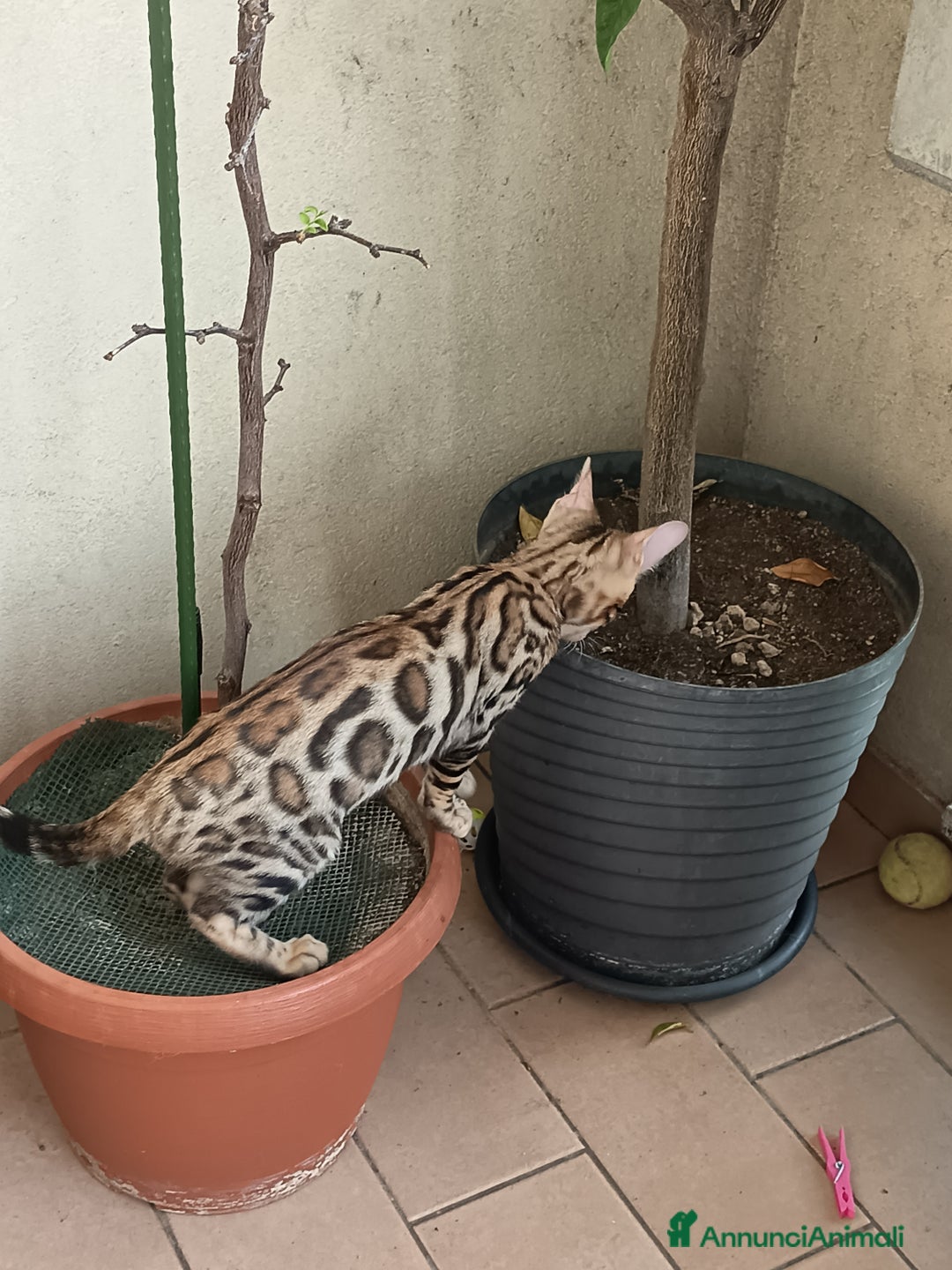 Bengala gatti in vendita: Brown Spotted  a Città metropolitana di Milano - Immagine 11