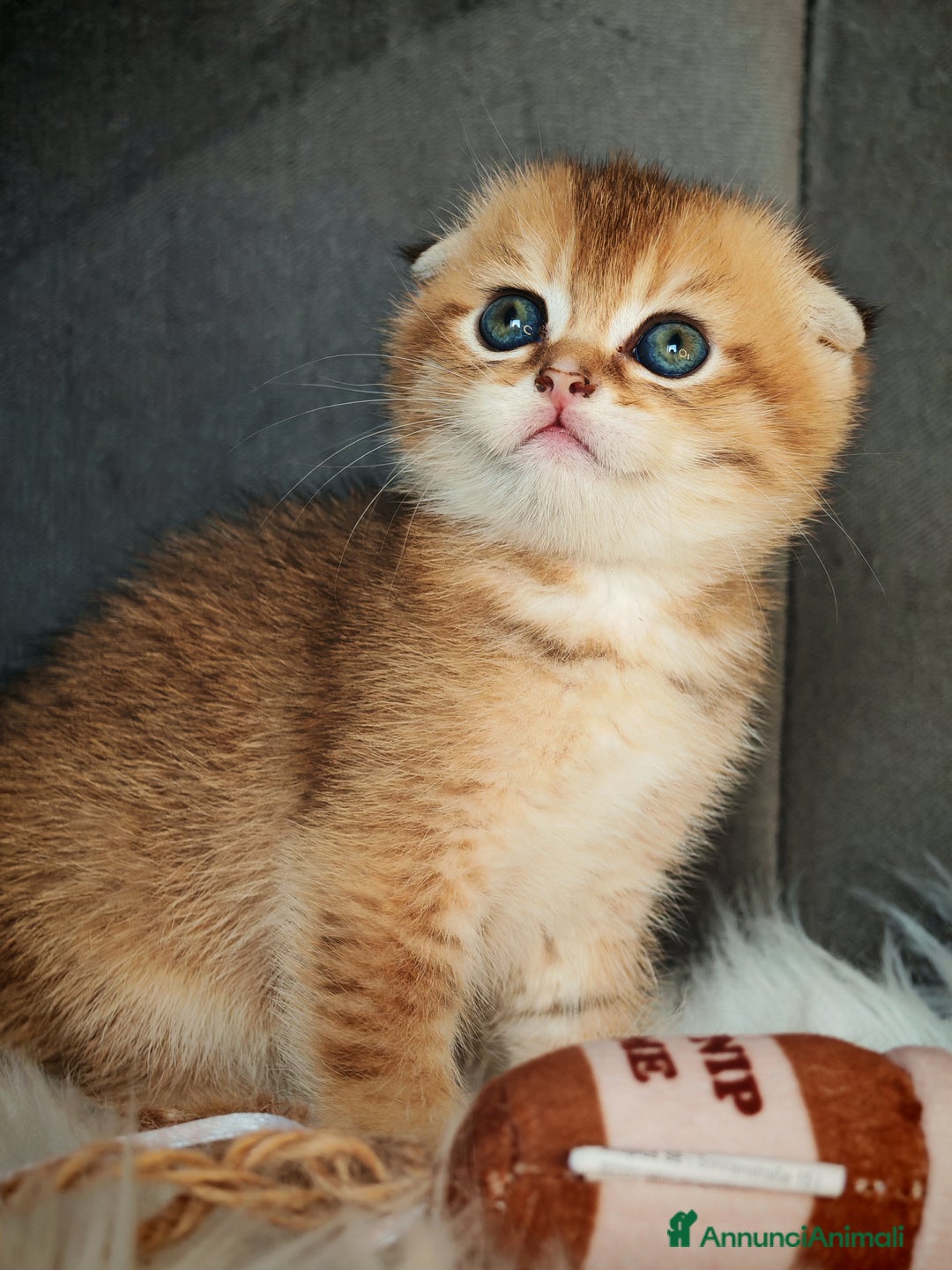 Scottish gatti in vendita: Scottish Fold - Immagine 7