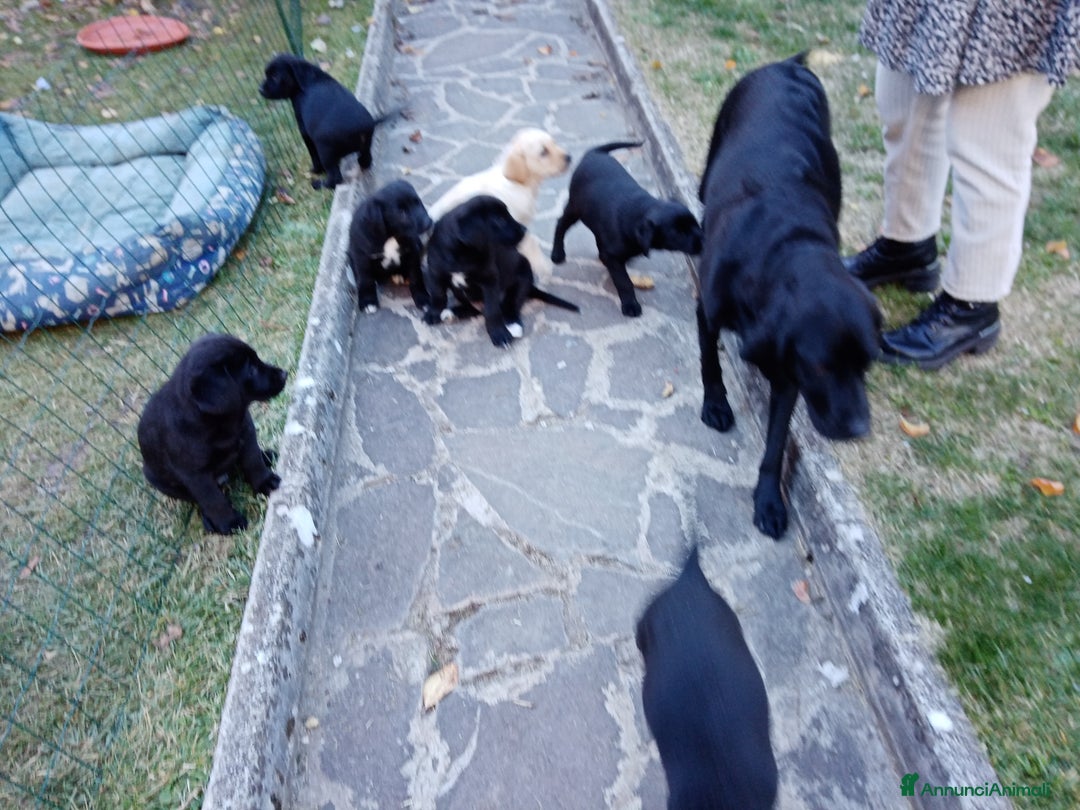 Labrador cani in vendita: cuccioli Labrador  - Annuncio 6