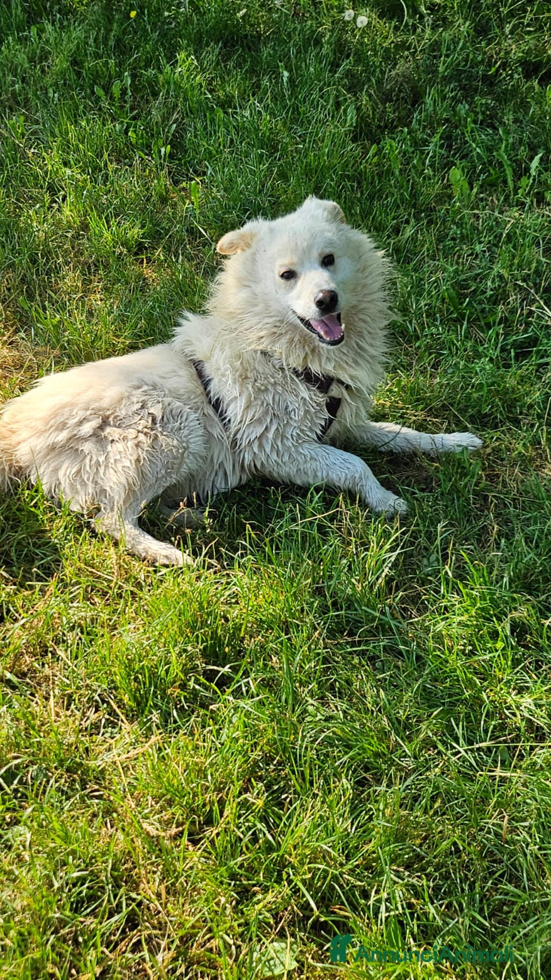 Meticcio cani in regalo: Bubu batuffolone splendido in box da 2anni!NOVARA a Città metropolitana di Milano - Annuncio 7
