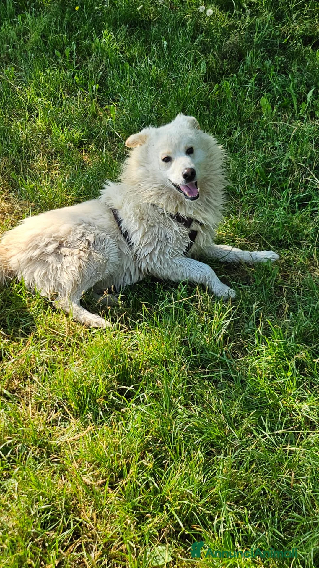 Meticcio cani in regalo: Bubu batuffolone splendido in box da 2anni!NOVARA a Città metropolitana di Milano - Annuncio 7