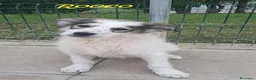 Meticcio cani in regalo: ROCCO e VERONICA cuccioli in cerca di casa a Provincia di Lucca - Annuncio 4