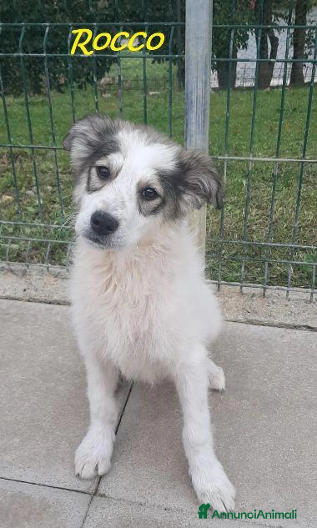 Meticcio cani in regalo: ROCCO e VERONICA cuccioli in cerca di casa a Provincia di Lucca - Annuncio 4