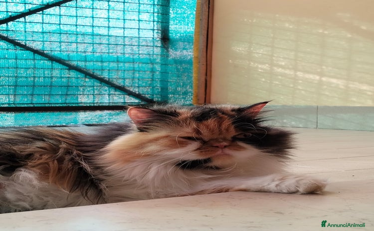 Persiano gatti - Annuncio 4