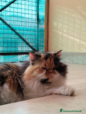 Persiano gatti Sun cerca fidanzato - Annuncio 14