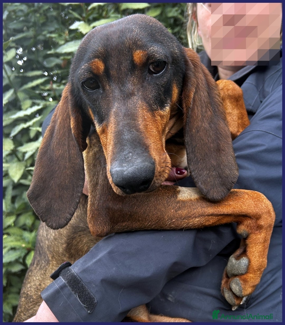 Segugio cani in regalo: ORAZIO, TENERO SEGUGIO 2 ANNI, SOGNA UNA FAMIGLIA a Città metropolitana di Milano - Annuncio 11
